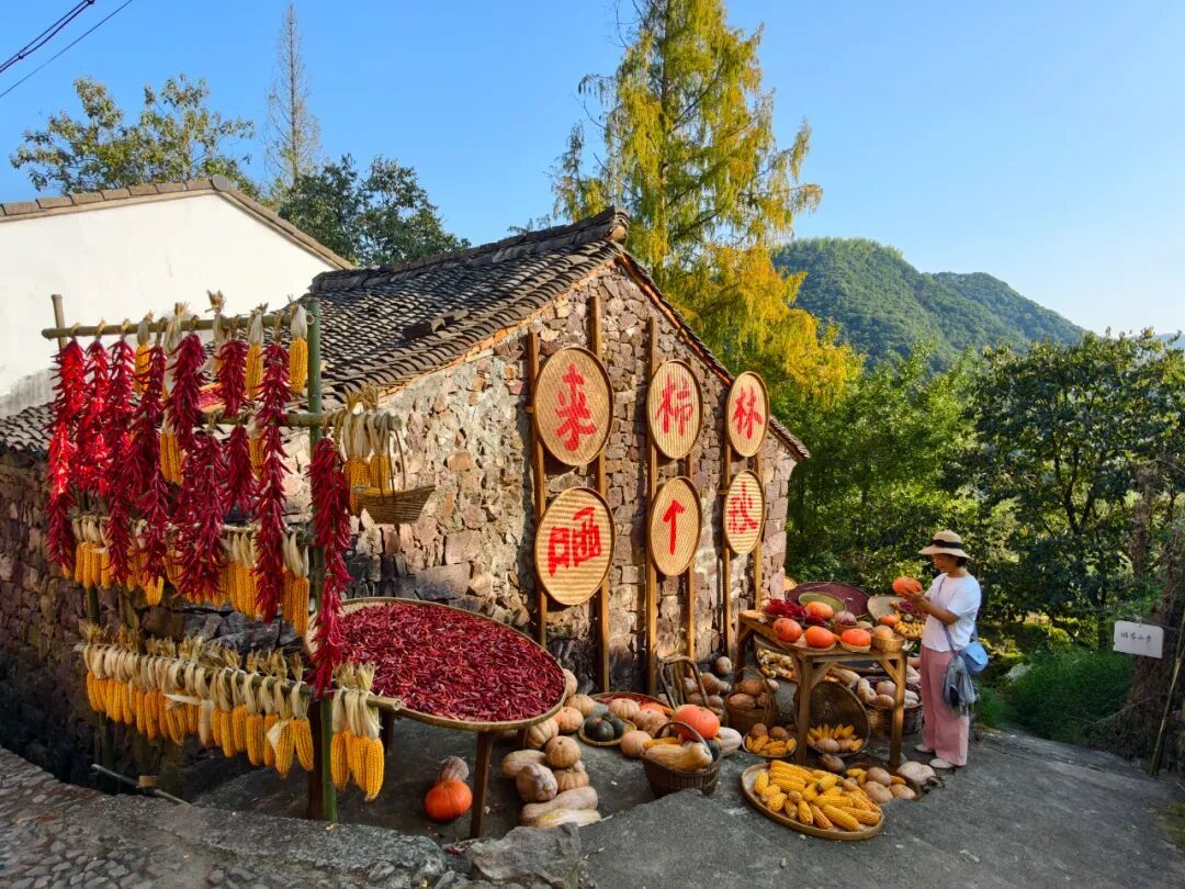 柿林村晒秋。徐学栋/摄