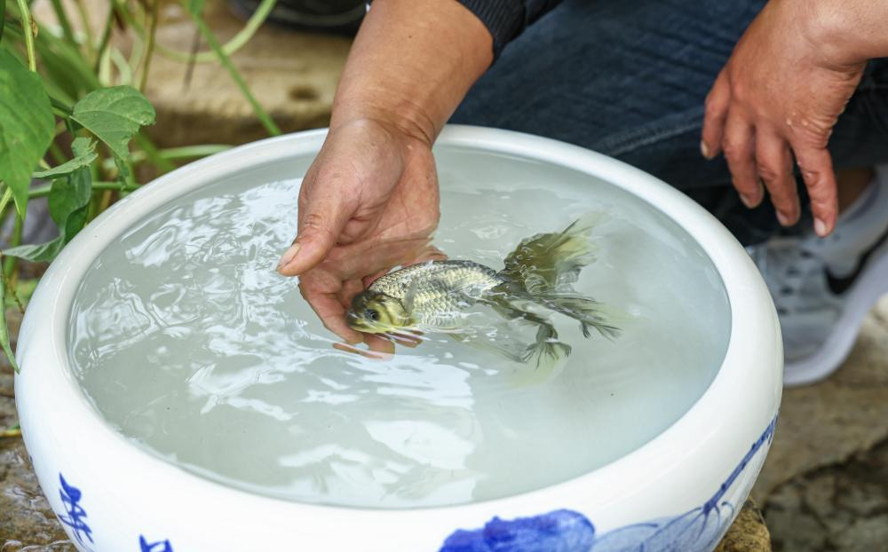 云龙小金鱼 “游”出大市场