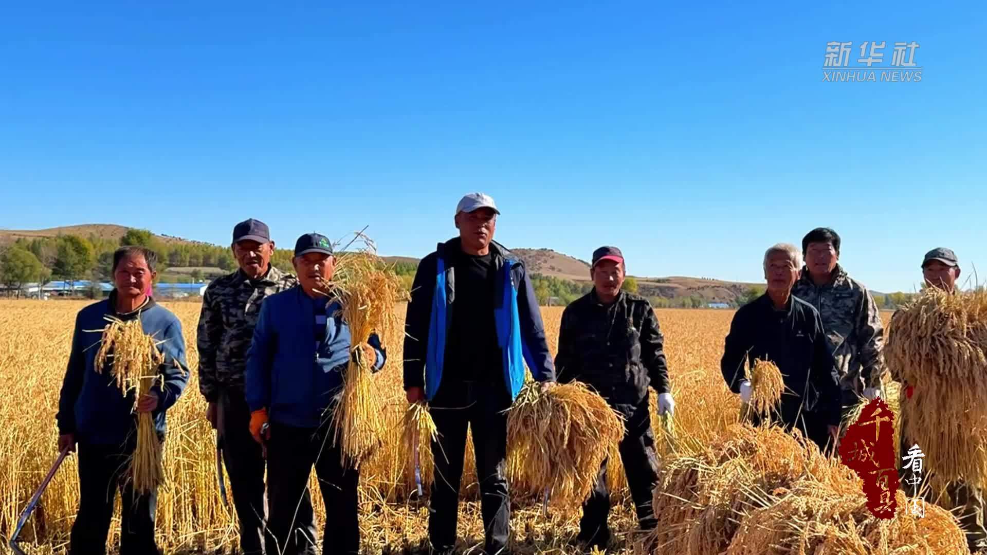 千城百县看中国｜内蒙古：满田金稻迎开镰
