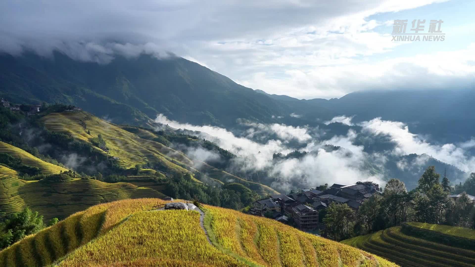 广西龙胜：雨后梯田别样美