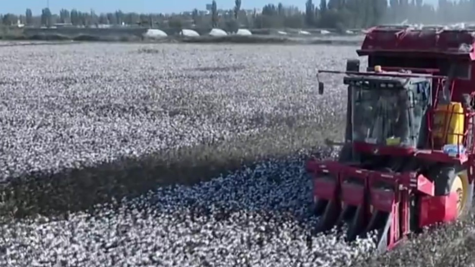 “溜达机”变身“下蛋机” 新疆一体化采棉机高效收割现场