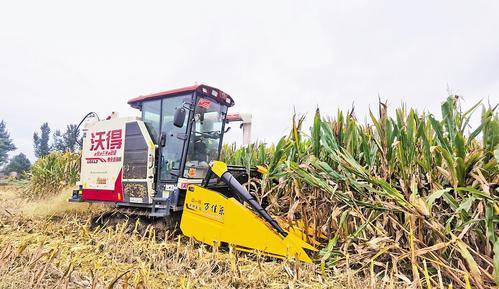 10月10日,邯郸冀南新区常家庄村,一台履带式玉米收获机正在抢收玉米。 本报见习记者 冯依凡摄