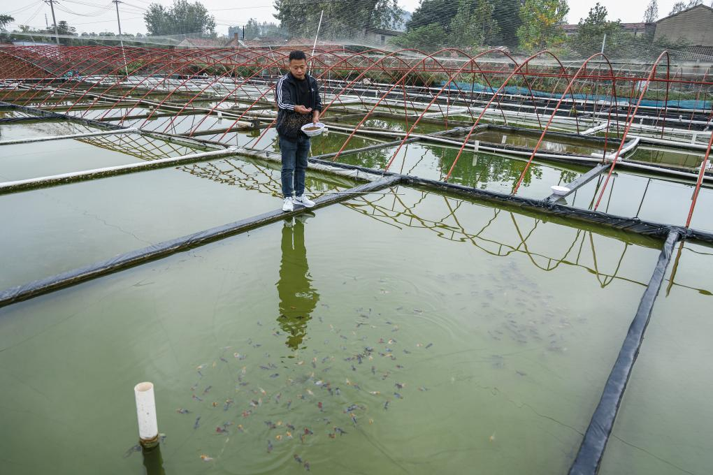 云龙小金鱼 “游”出大市场