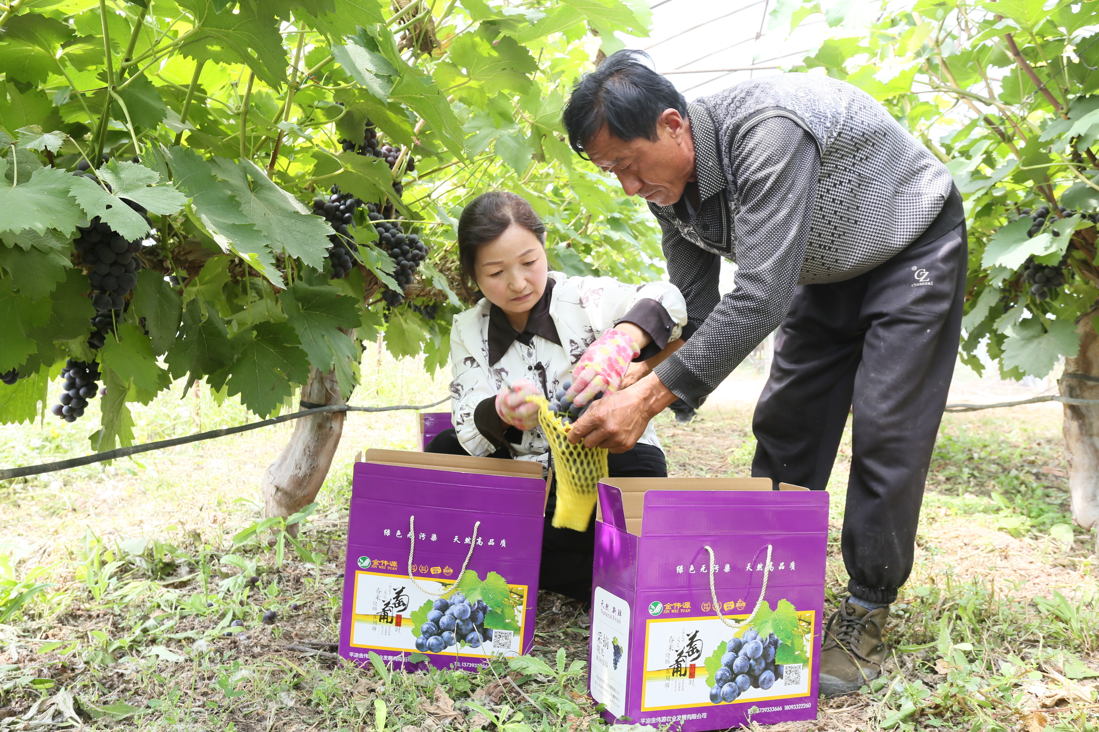 图4为葡萄庄园的工人正在为市民分拣装箱葡萄的情景。.jpg