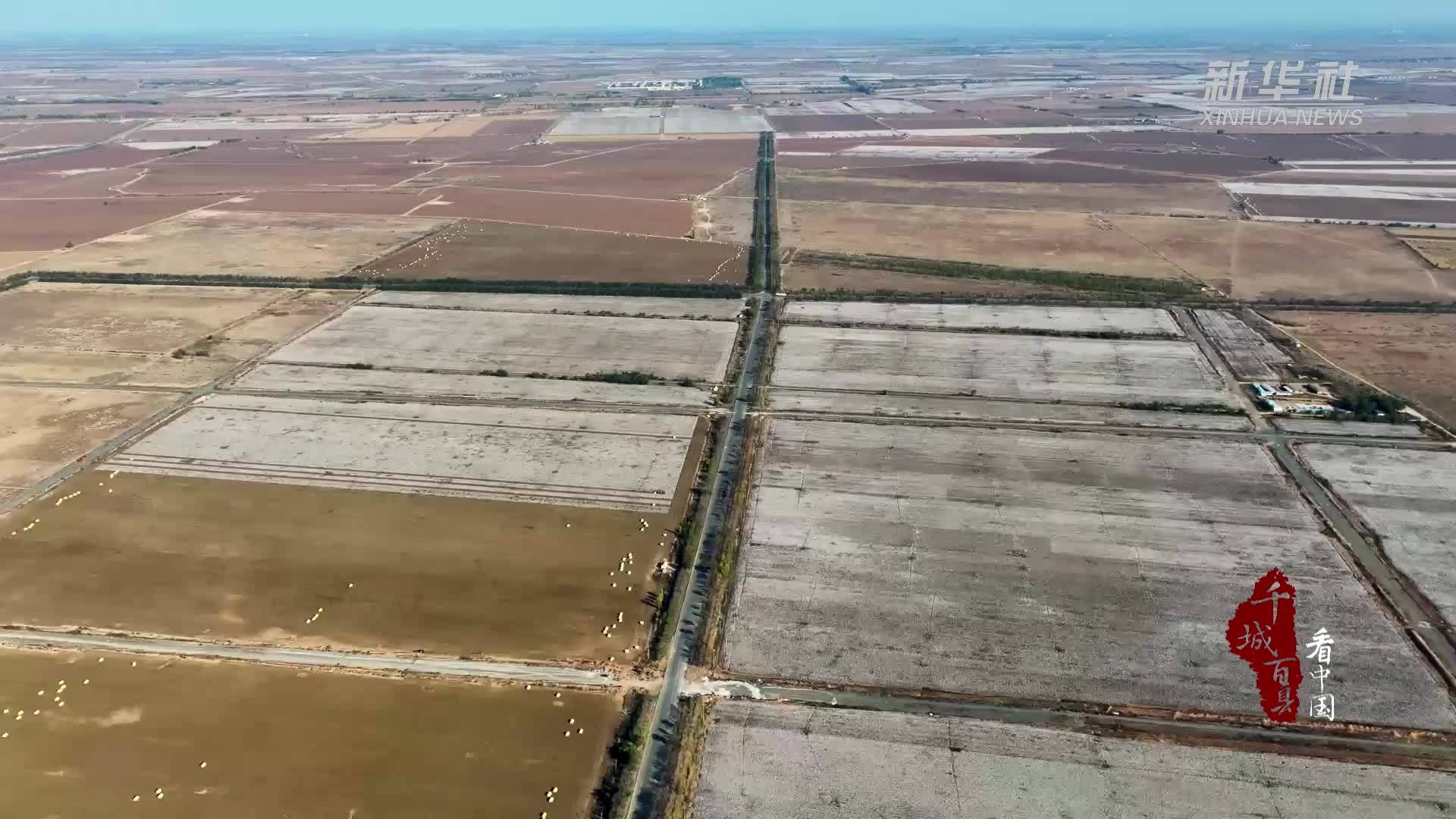 千城百县看中国｜新疆昌吉：机械化采棉正当时