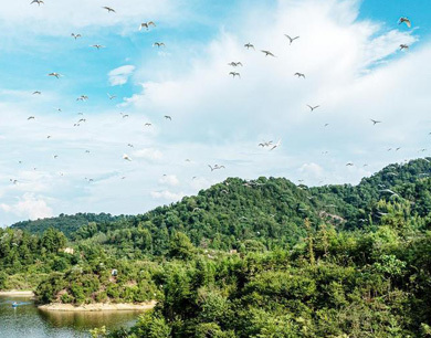 袁州區(qū)：白鷺紛飛繪就生態(tài)靈動(dòng)畫卷