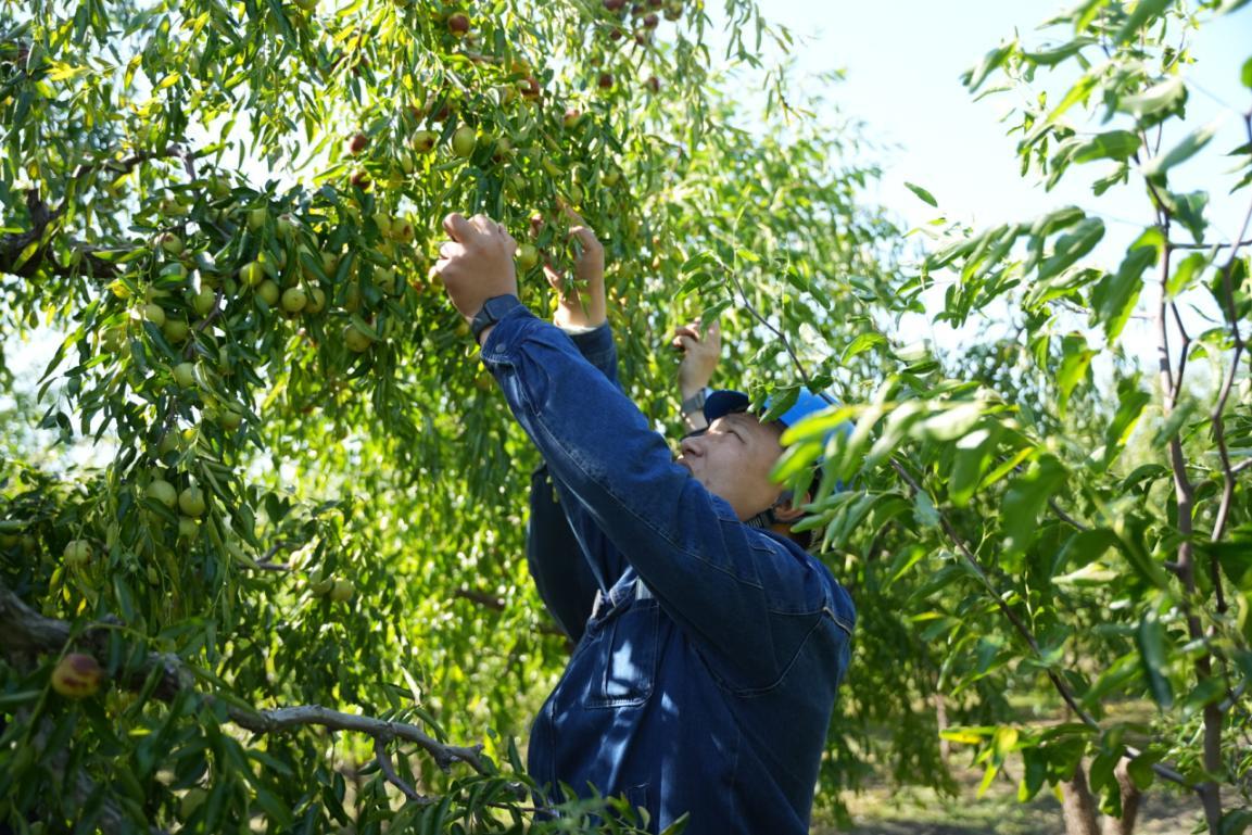 河北鑫泉石化有限公司职工在采摘冬枣。张景涛 摄