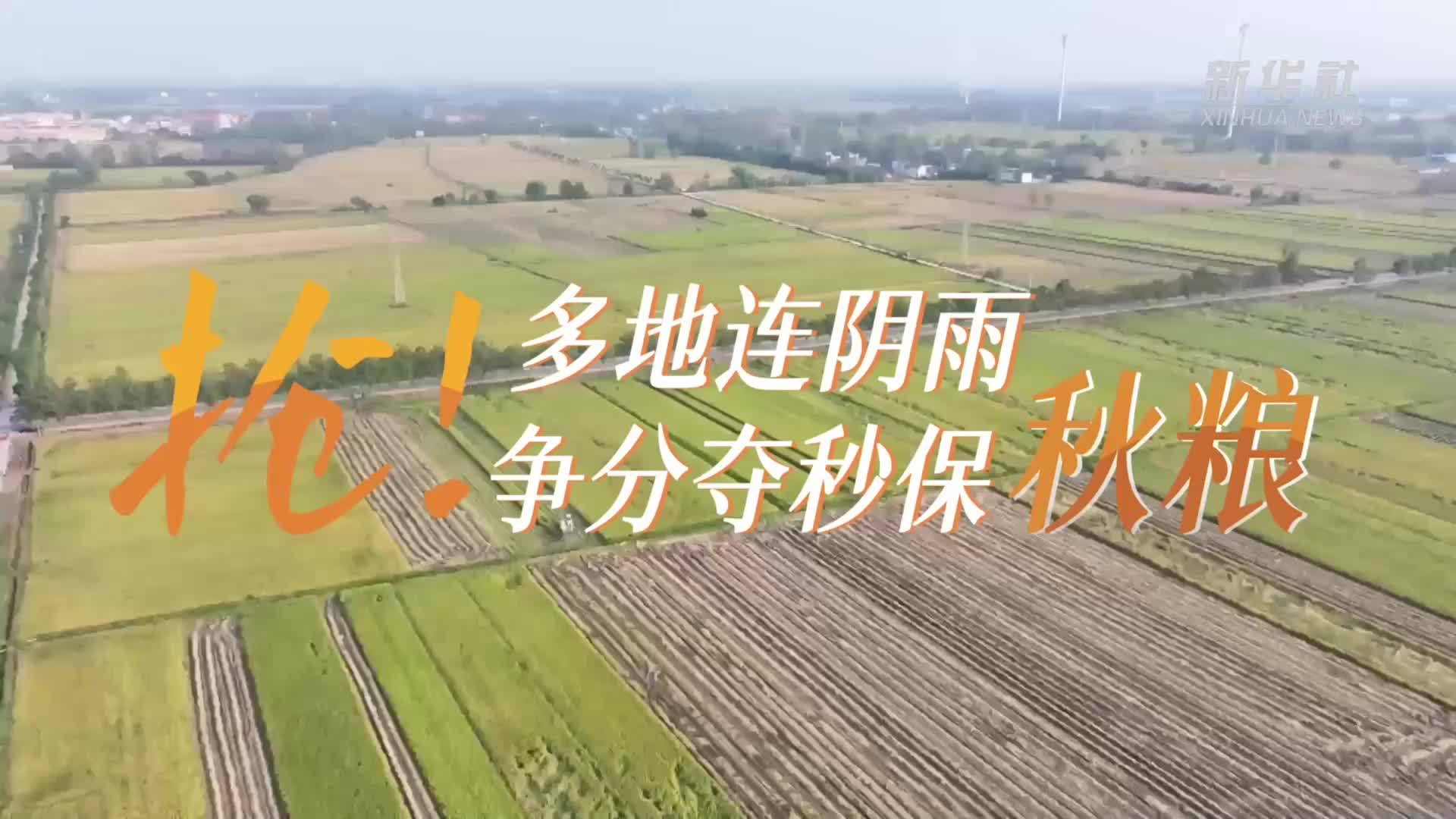 抢！多地连阴雨 争分夺秒保秋粮