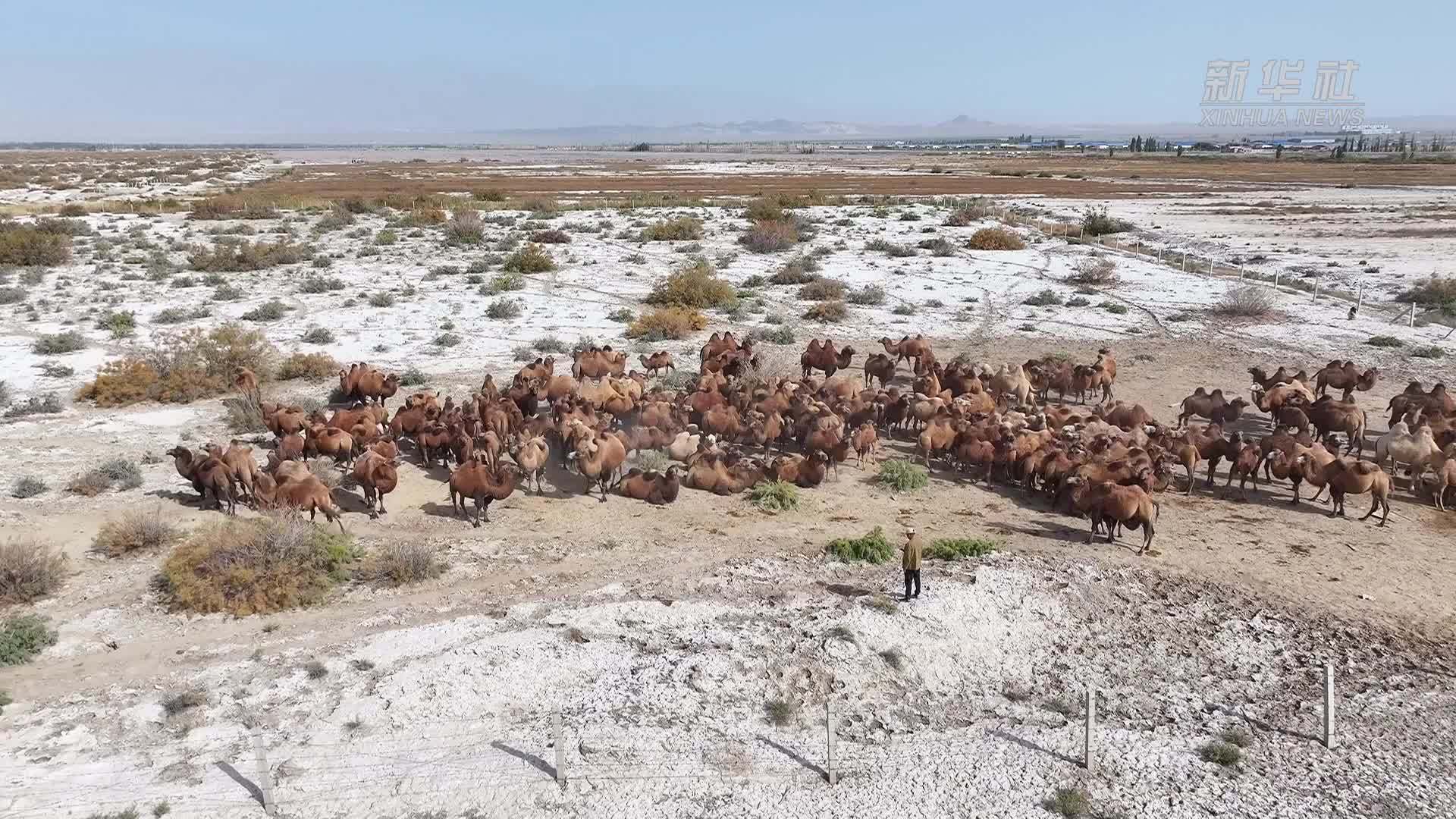 新疆巴州：万峰骆驼合群忙