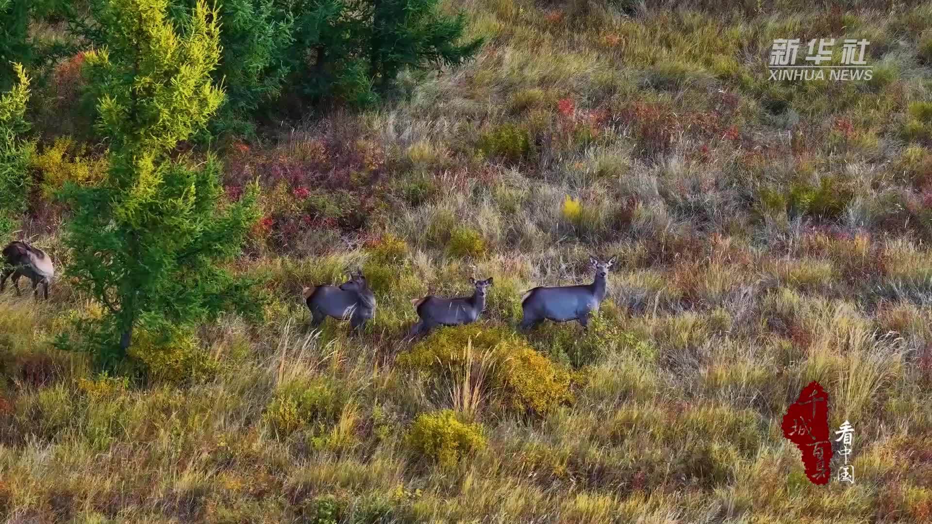 千城百县看中国｜内蒙古：鹿鸣金秋
