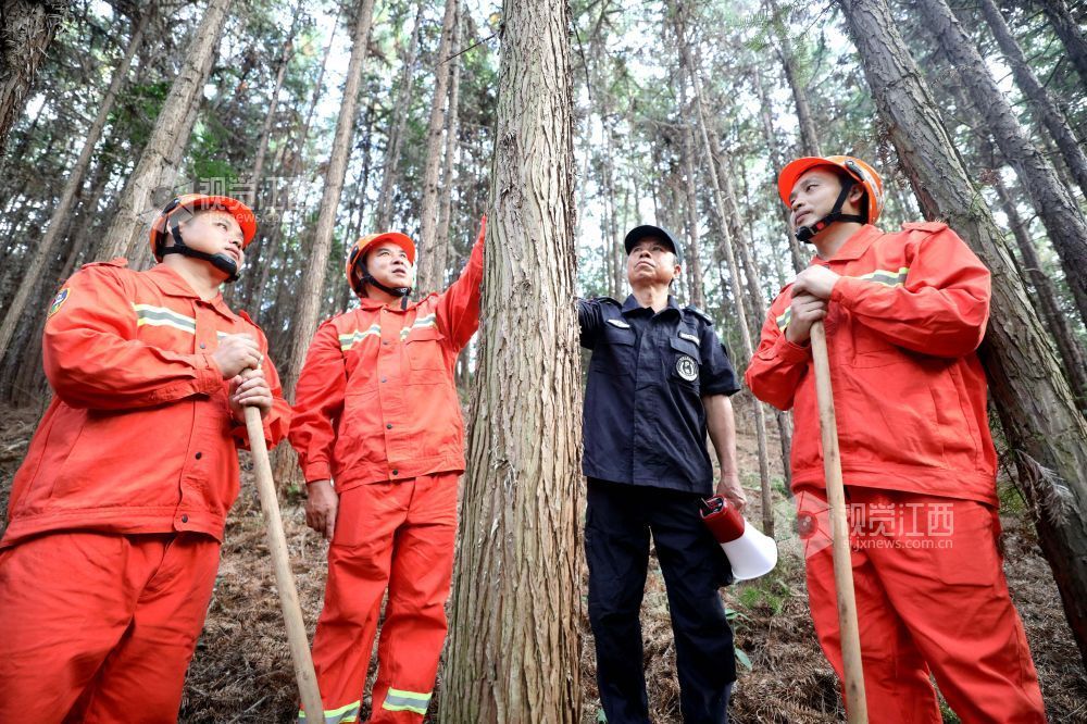 2025年10月15日，江西省吉安市峡江县巴邱镇坳上村，护林员和半专业森林扑火队员在查看树木的长势。