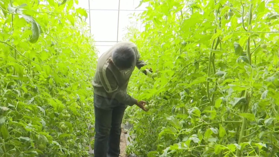 科技赋能提质效　甘肃肃州打好农旅融合发展王牌