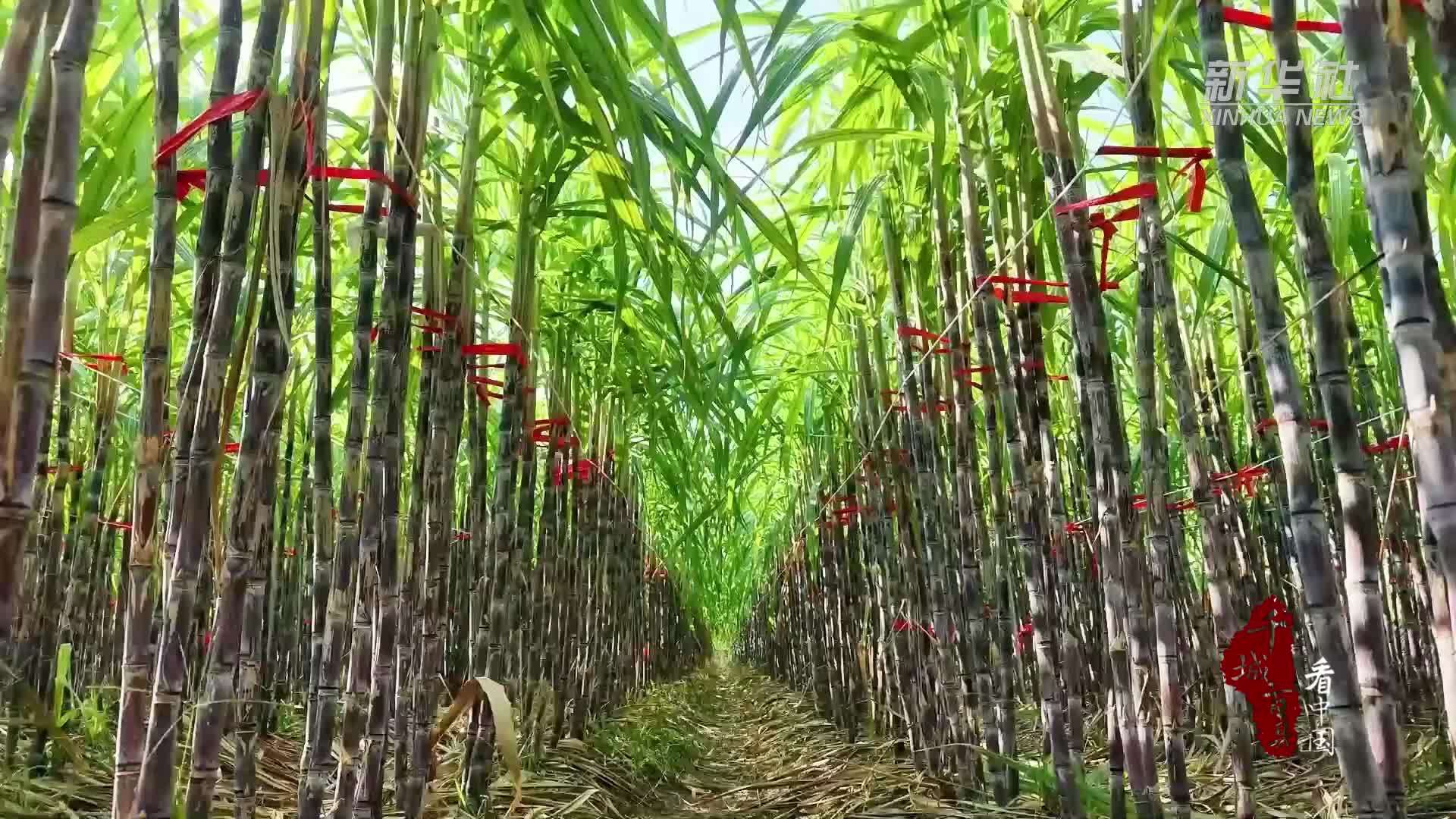 千城百县看中国｜山东成武：甘蔗丰收铺就甜蜜致富路
