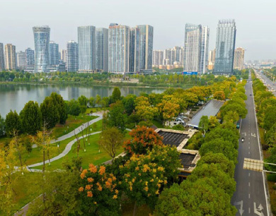 九江八里湖新區(qū)的秋 藏在欒樹梢頭