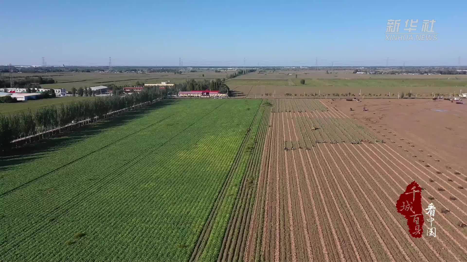 千城百县看中国丨河北新河：红薯喜丰收“甜蜜”产业助振兴