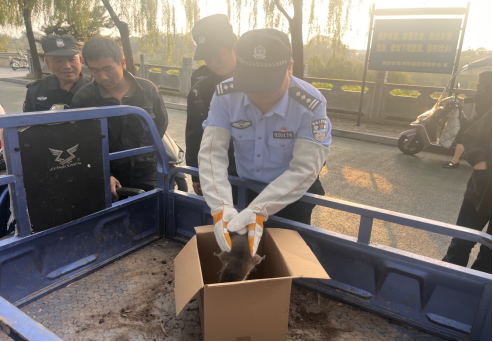 图为 民警戴着防护手套救助“搁浅”水獭。