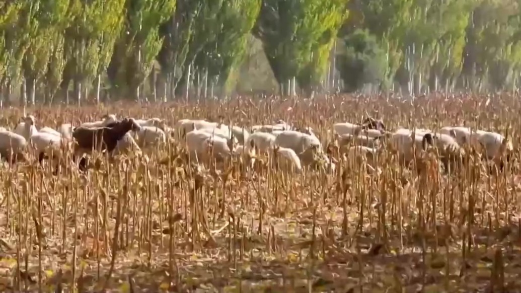 甘肃：雪豹牧民齐“下山”　见证祁连山之变