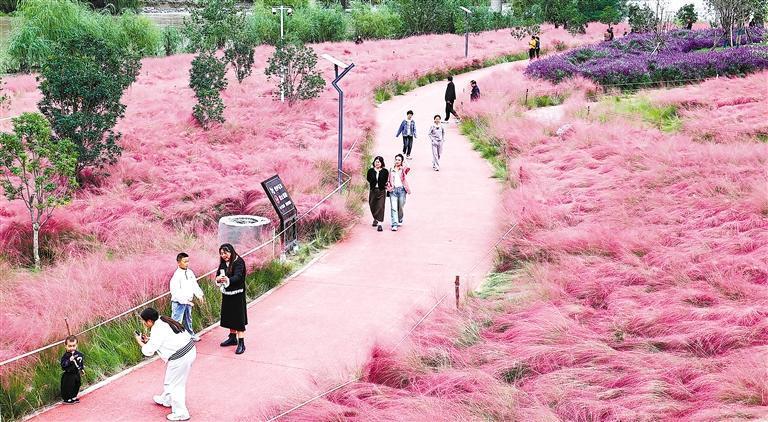 武都区白龙江畔粉黛花草吸引游客打卡拍照　新甘肃·甘肃日报通讯员　后斌玉