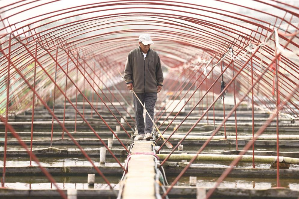 云龙小金鱼 “游”出大市场