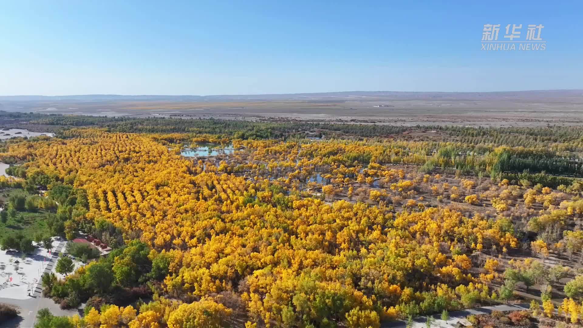 甘肃金塔沙漠胡杨林景区进入最佳观赏期