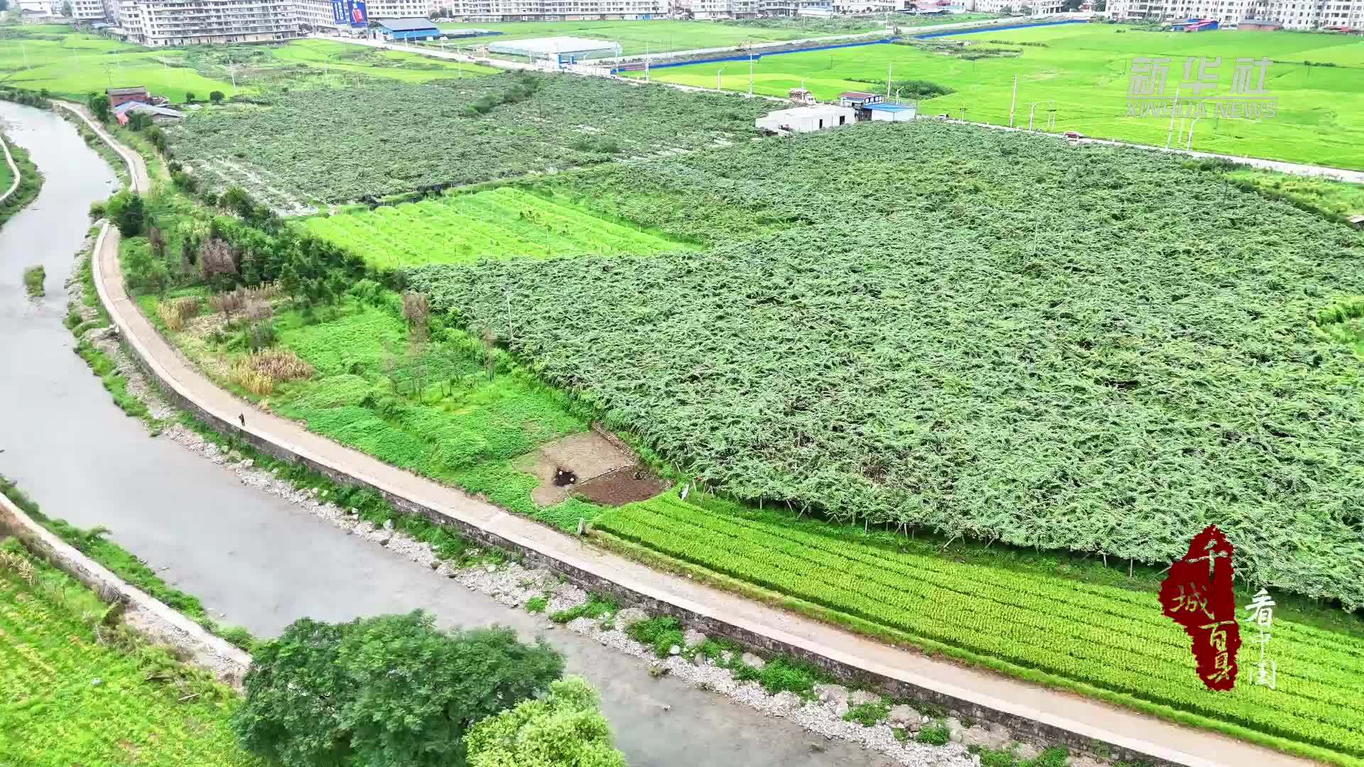 千城百县看中国｜湖南隆回：富硒猕猴桃迎丰收