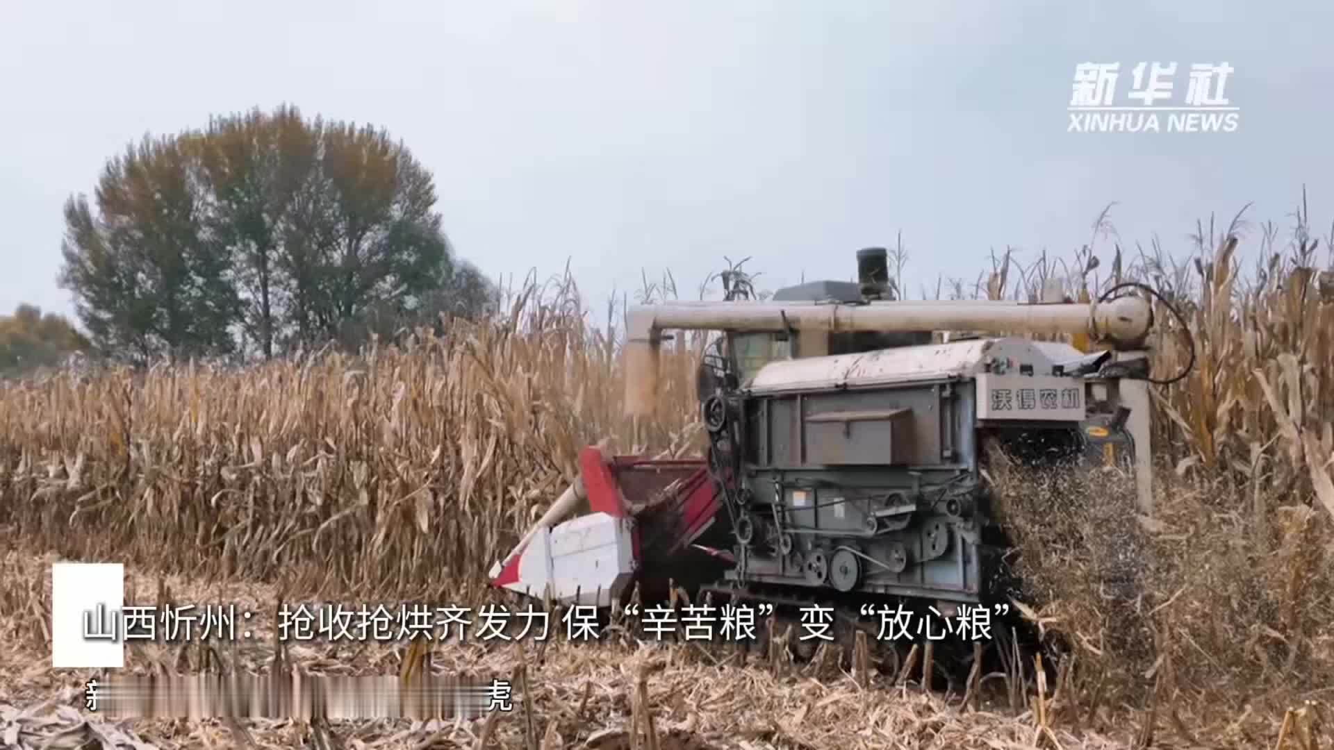 山西忻州：抢收抢烘齐发力 保“辛苦粮”变“放心粮”