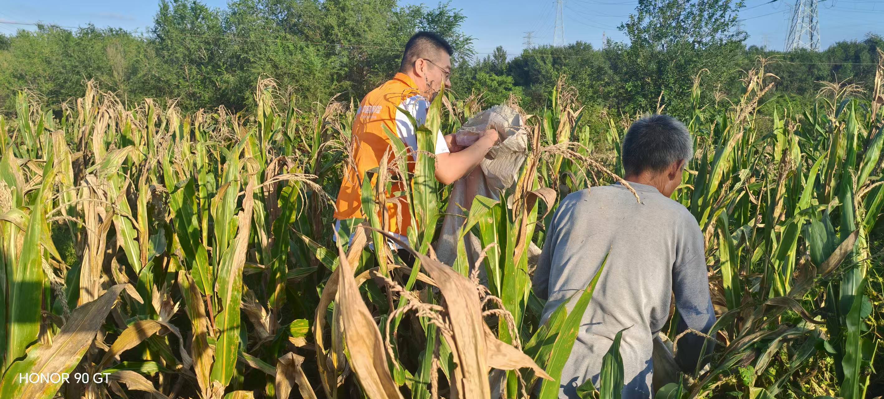 快速响应持续阴雨灾害 中路保险全力保障秋粮生产