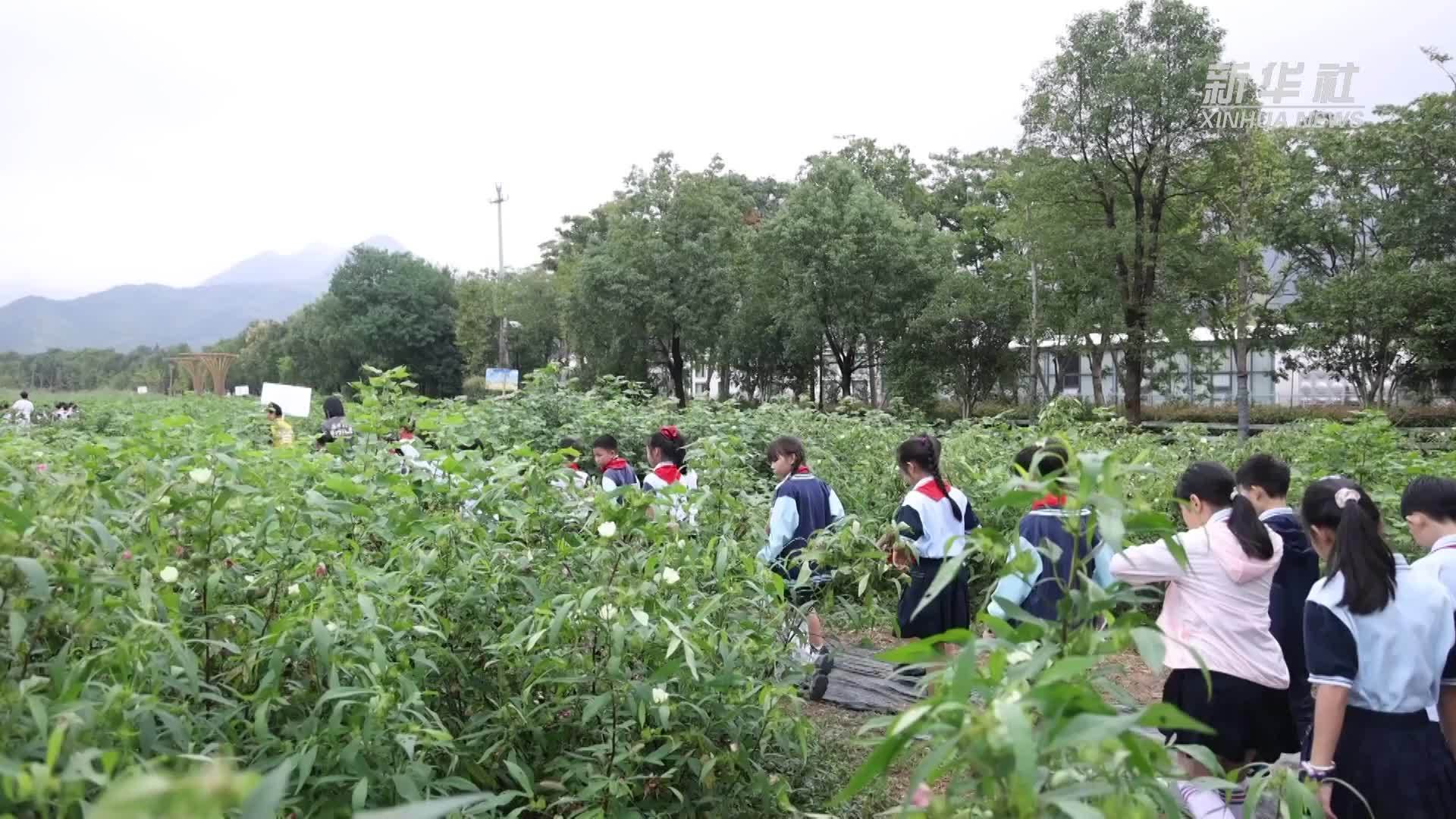 金秋时节村博研学游火热