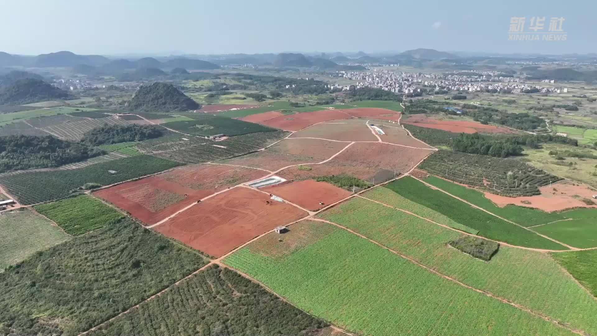 湖南宁远：淮山药采挖忙 直供大湾区