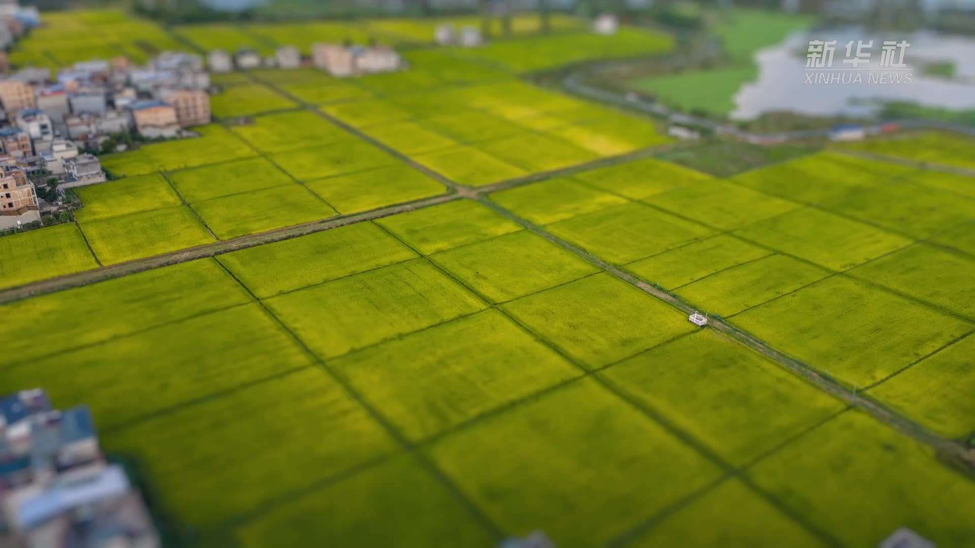世界粮食日｜云南晋宁：移轴镜头绘丰景 田园如梦入画来
