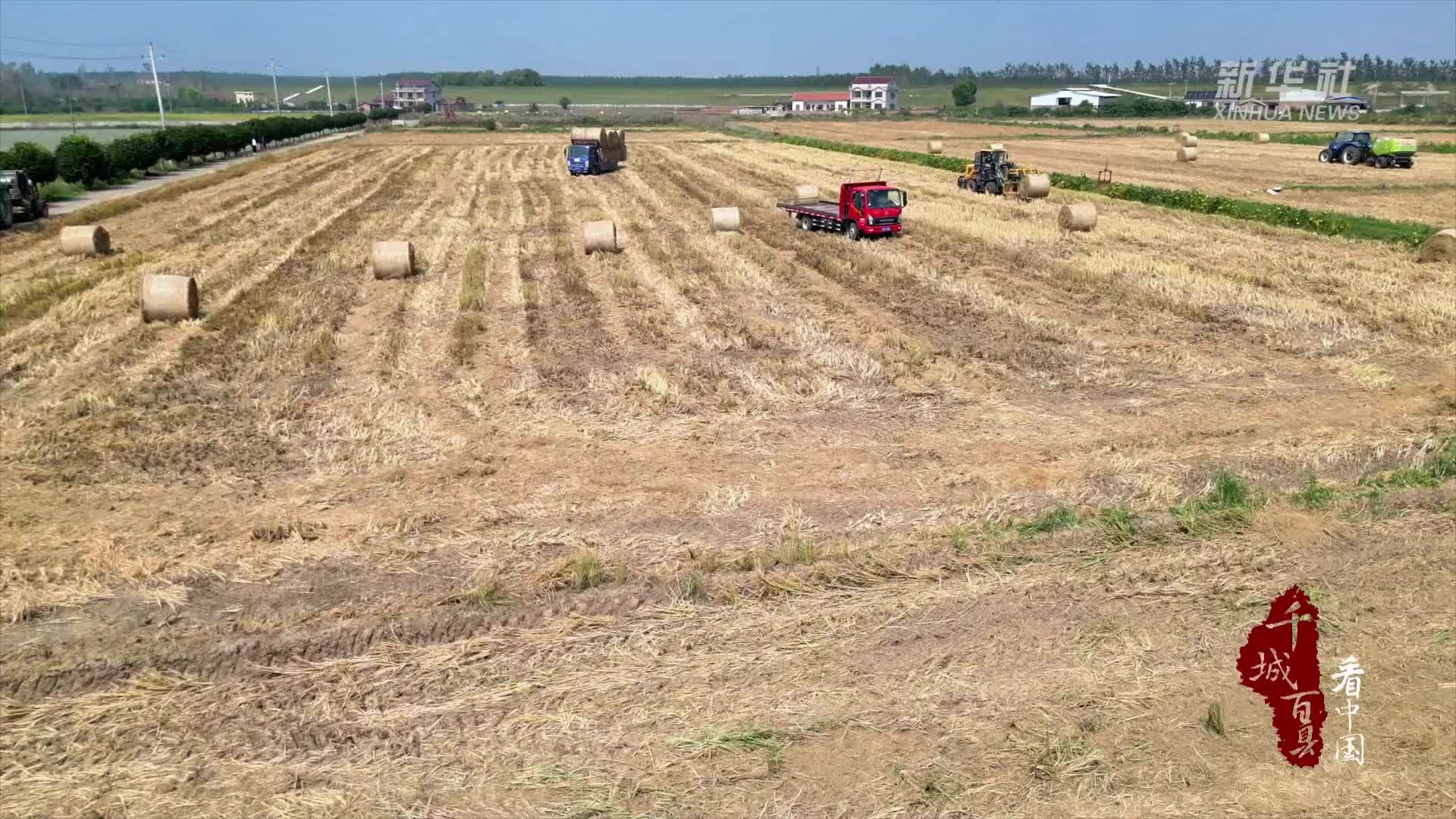 千城百县看中国｜湖南常德：水稻秸秆好去处