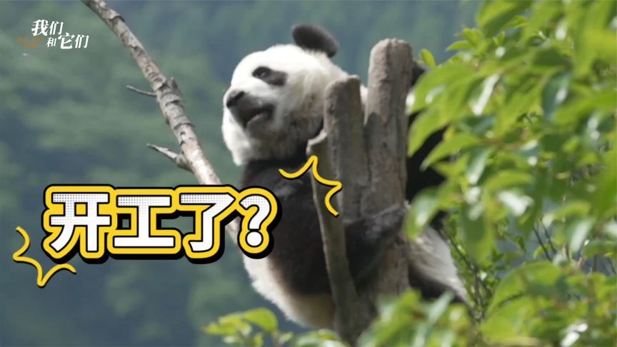 熊猫演我节后返工，情绪多变，想吃甜食，摸鱼躺倒，只想回家