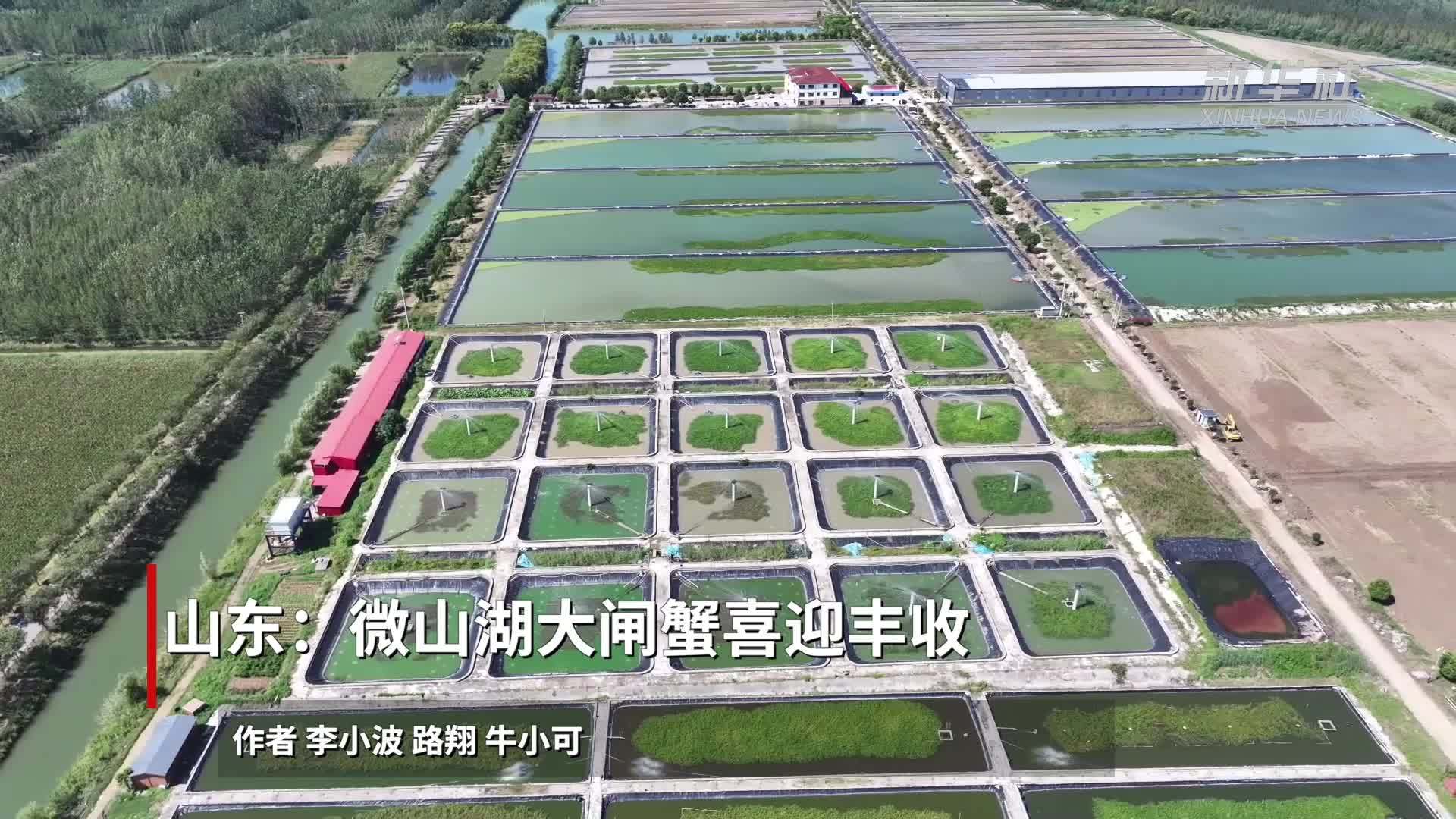 山东：微山湖大闸蟹喜迎丰收