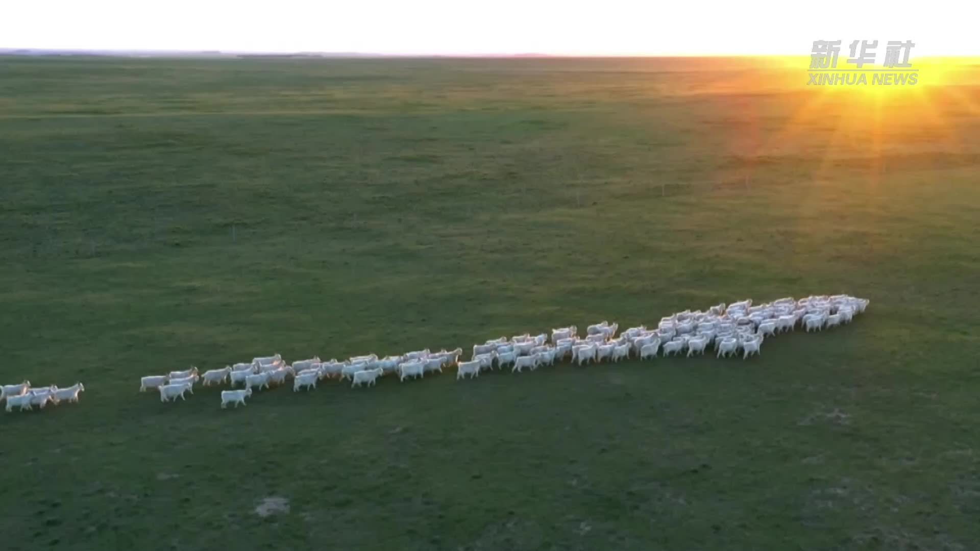 中国的羊绒 从这里温暖全世界