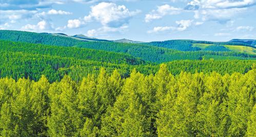 近日航拍的塞罕坝机械林场。 本报记者 李佳泽摄