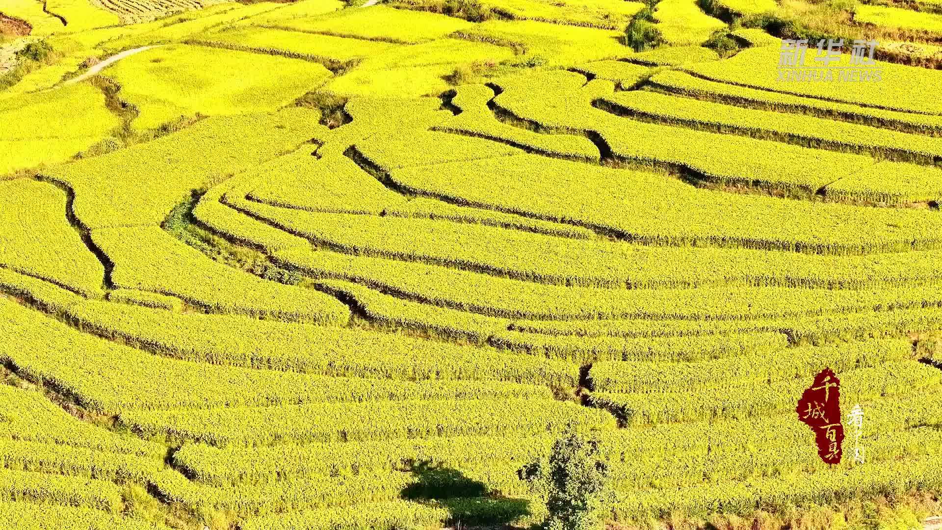 千城百县看中国｜福建顺昌：禾下乘凉梦 田间收获丰