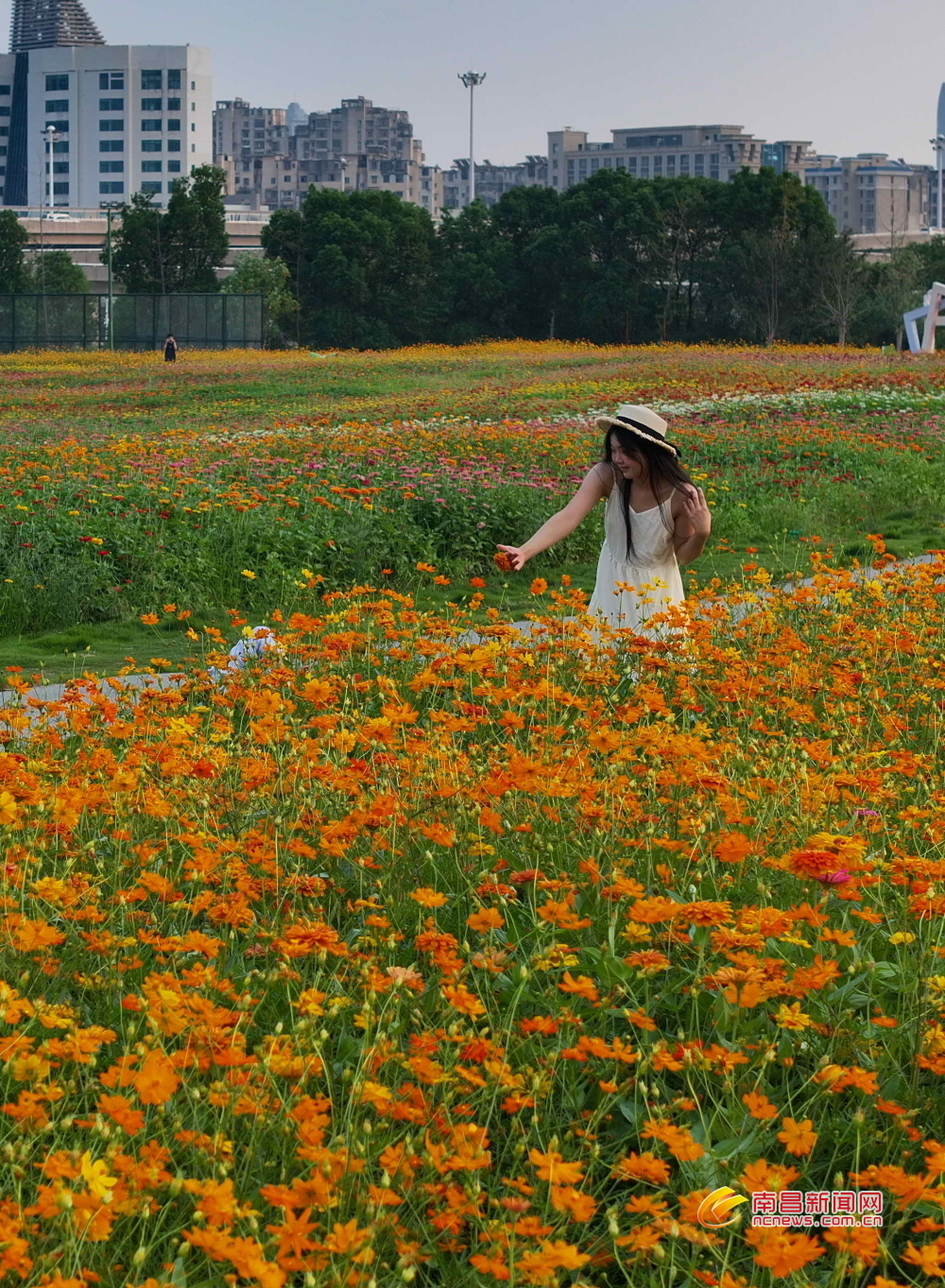 南昌：城市花海（圖）