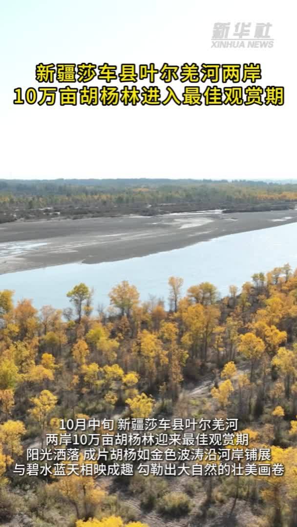 新疆莎车县叶尔羌河两岸10万亩胡杨林进入最佳观赏期