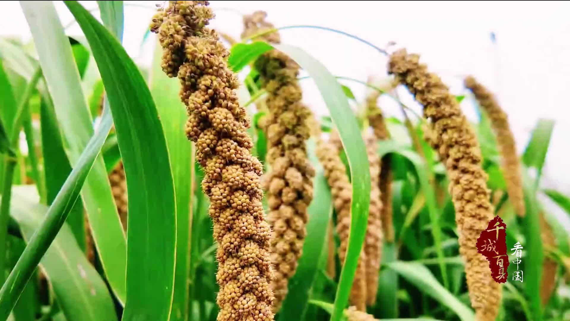 千城百县看中国｜山东潍坊：古法酿酒 秋日飘香