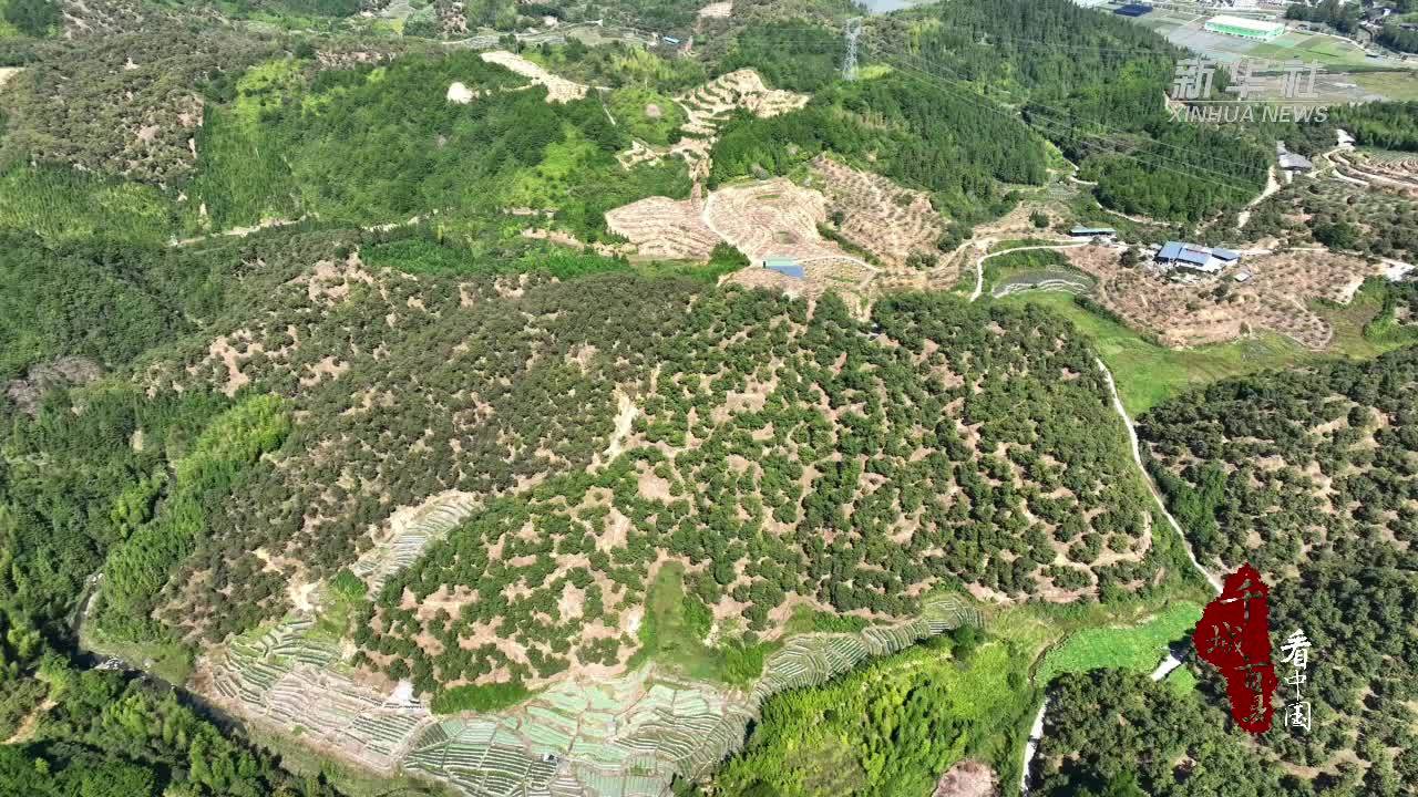 千城百县看中国｜福建屏南：锥栗满枝迎丰收