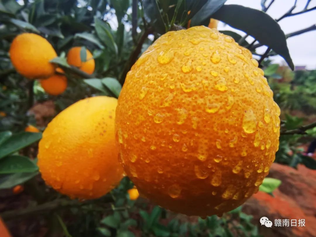赣南脐橙11月1日正式开摘凤凰网江西_凤凰网