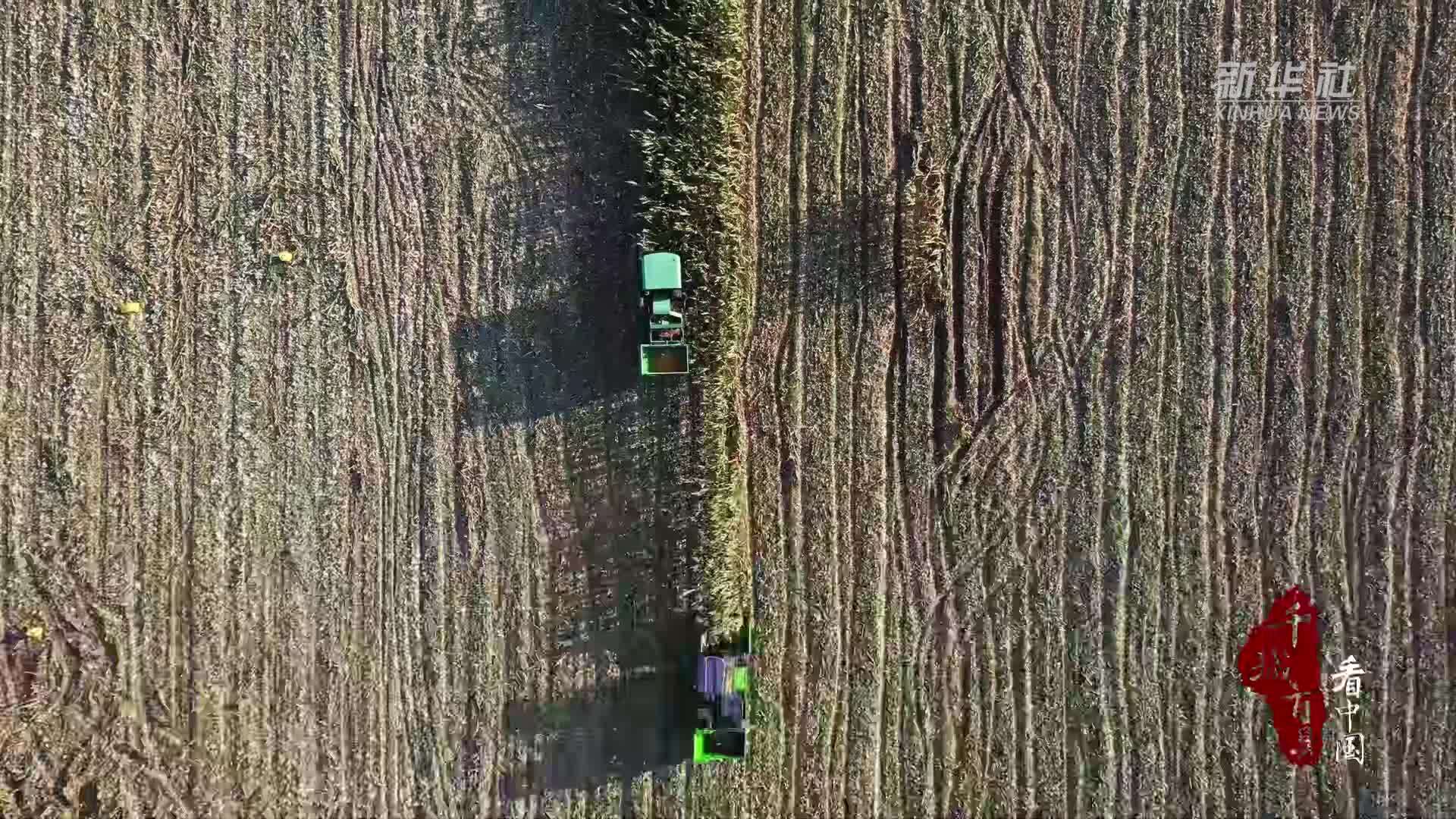 千城百县看中国｜山东巨野：“抢收+烘干”助力玉米丰收
