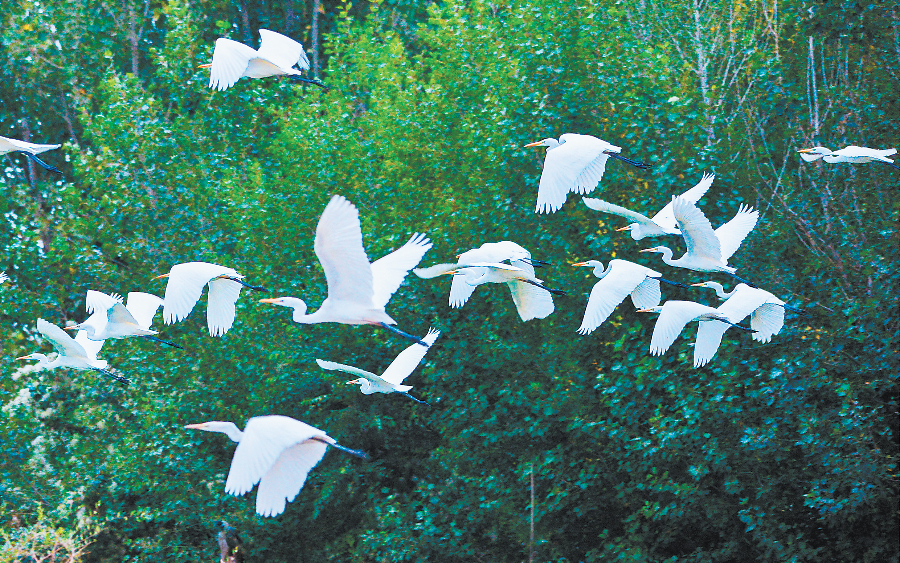 近日，大批白鹭在敦煌党河湿地飞舞、觅食。新甘肃·甘肃日报通讯员　王斌银