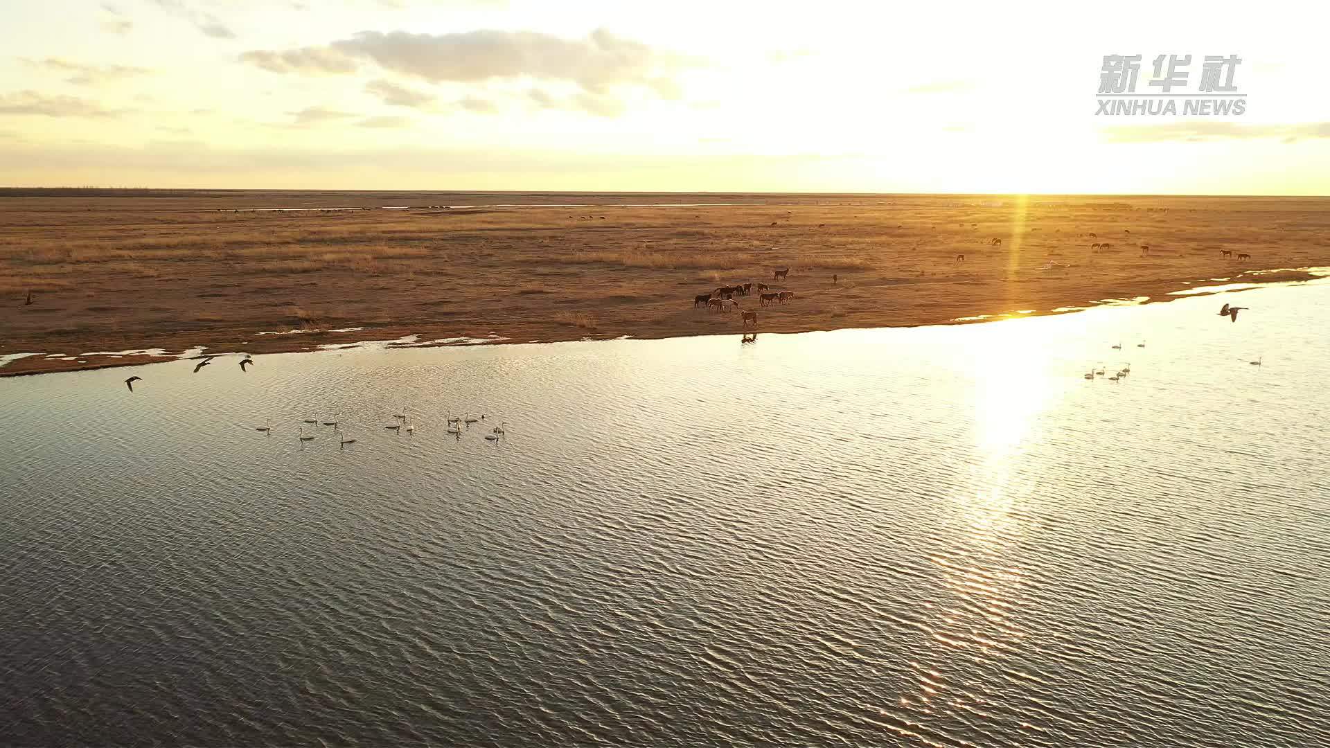 内蒙古呼伦贝尔：候鸟云集 鸿雁于飞