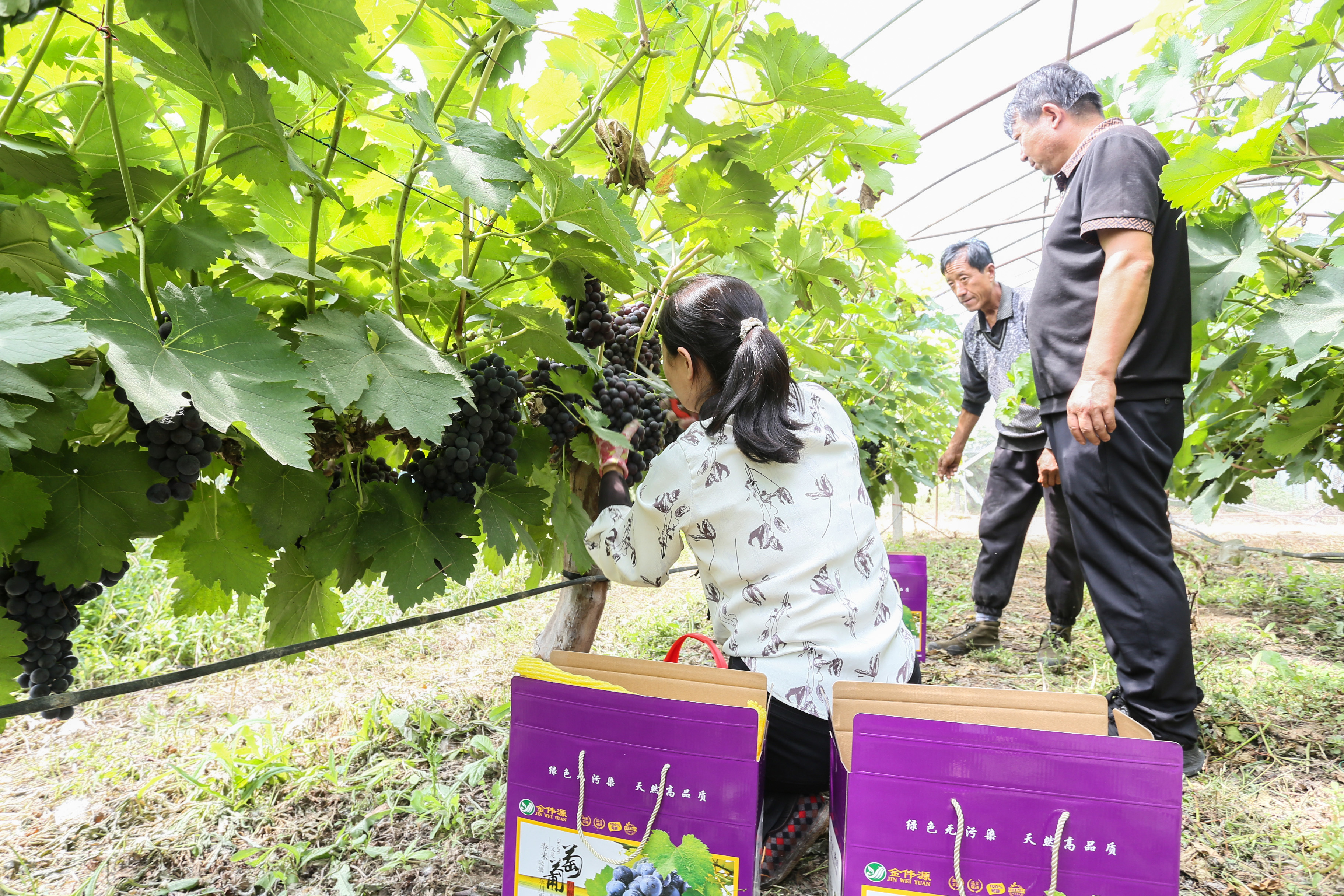 图2为葡萄庄园的工人正在为市民分拣装箱葡萄的情景。.jpg