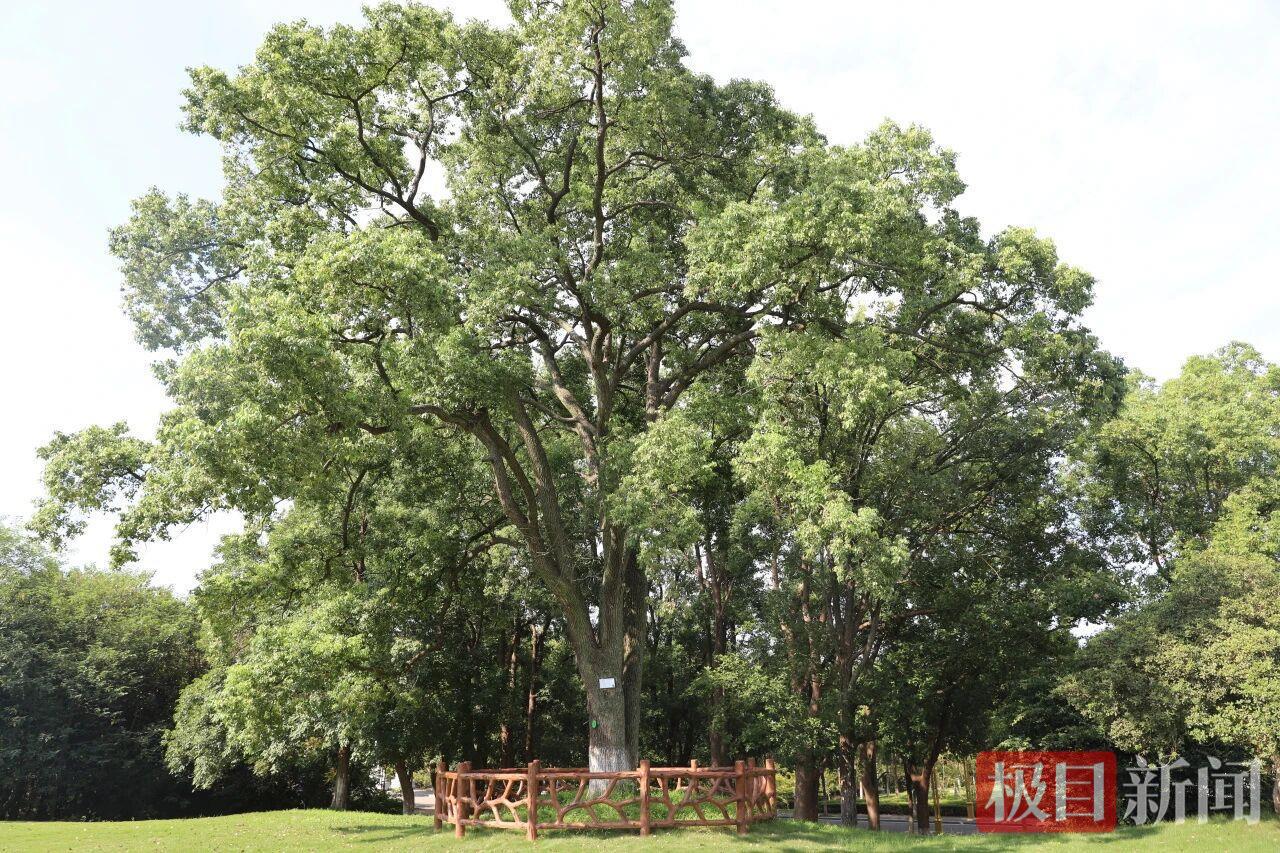 公益诉讼守护绿色活化石 34棵古树挂上新“名片”凤凰网湖北_凤凰网