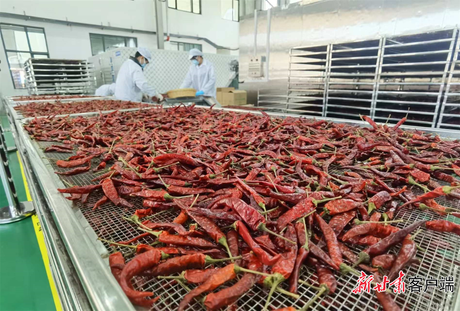 辣椒深加工生产线