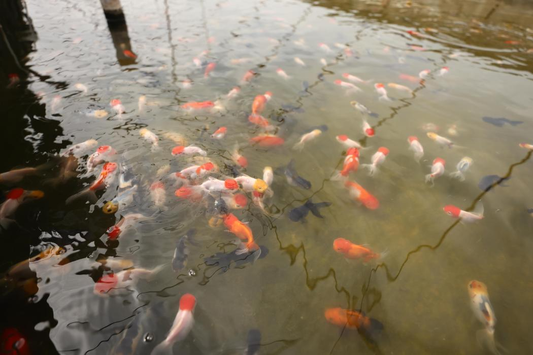 云龙小金鱼 “游”出大市场