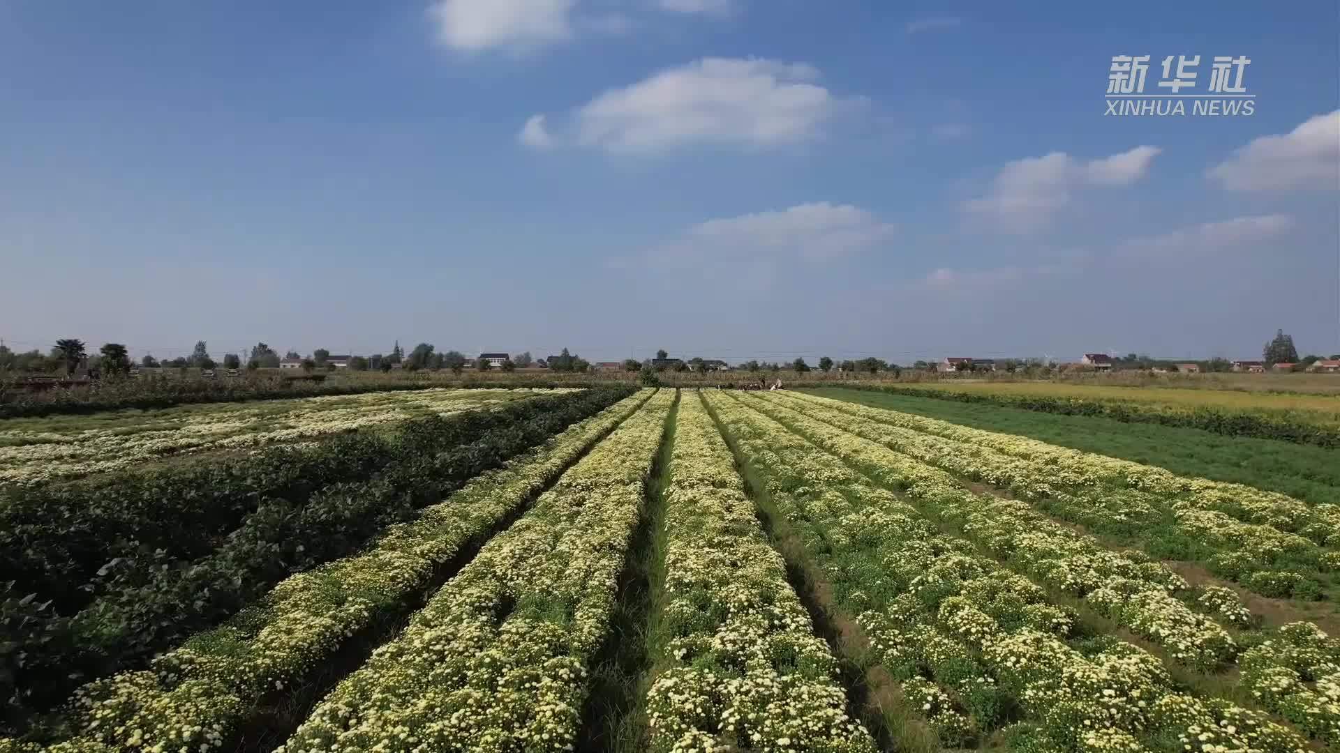 江苏射阳：药用菊花新品种 铺就乡村振兴路