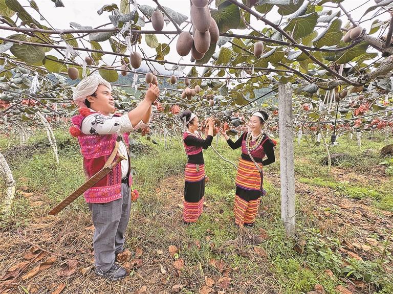 图为察隅县下察隅镇僜人新村村民在猕猴桃种植基地疏果。本报记者 白玛泽旺 次仁平措 摄